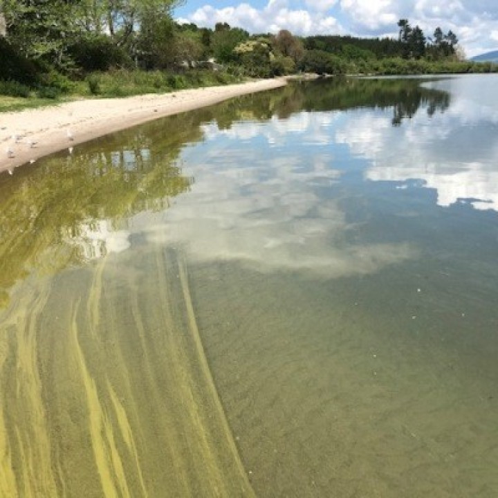 Examples of blue-green algae at Rotorua Lake